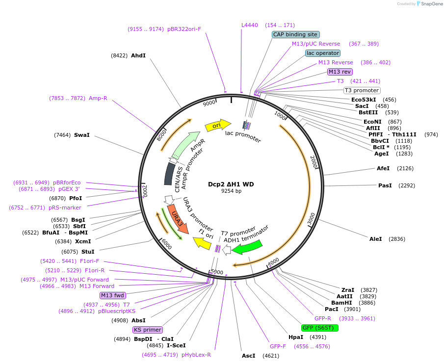 163580-plasmid-map-sequence-id-334265