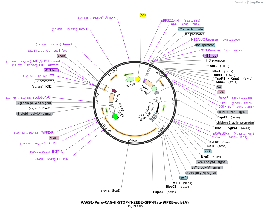 165456-plasmid-map-sequence-id-334275