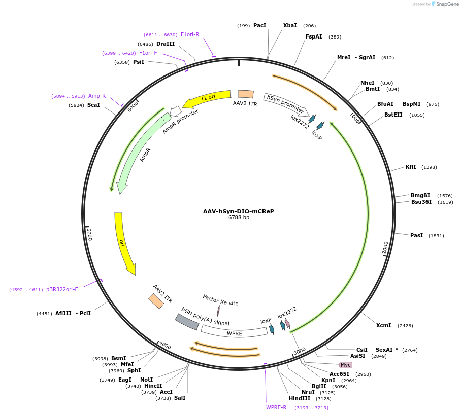 167503-plasmid-map-sequence-id-334282