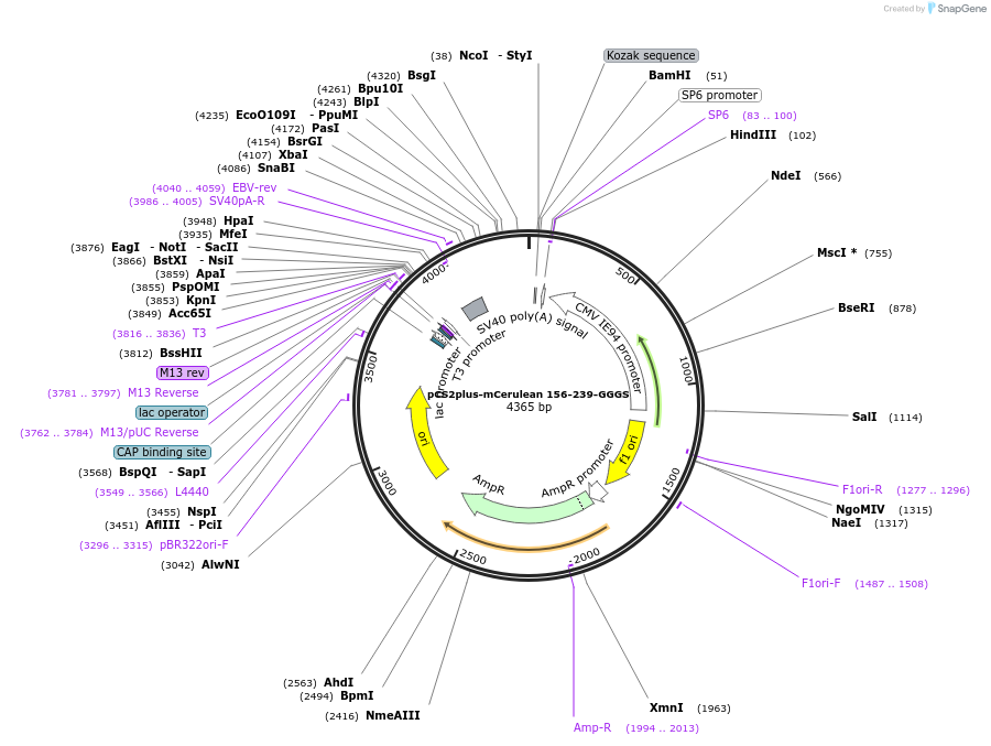 162616-plasmid-map-sequence-id-334283