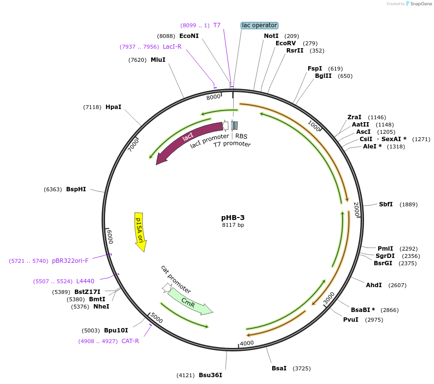 140956-plasmid-map-sequence-id-334291
