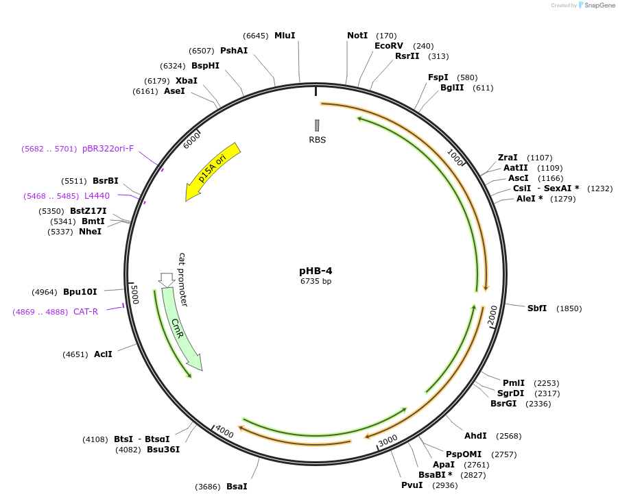 140957-plasmid-map-sequence-id-334294