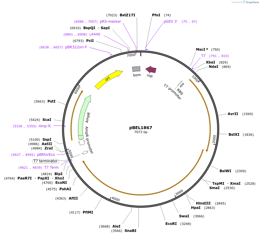 170416-plasmid-map-sequence-id-334319