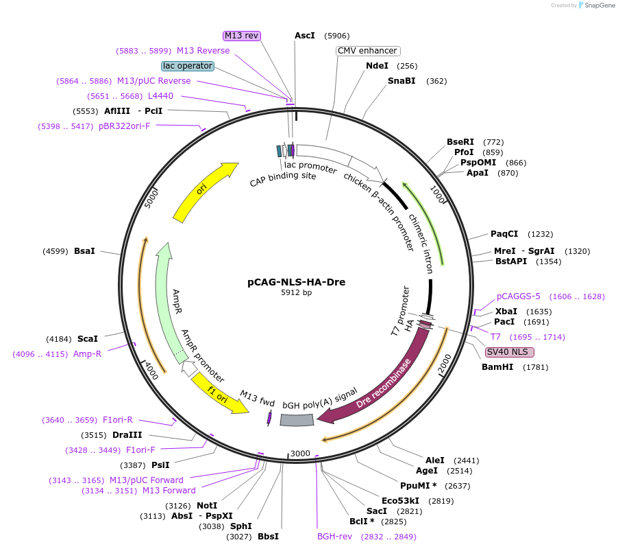51272-plasmid-map-sequence-id-334322