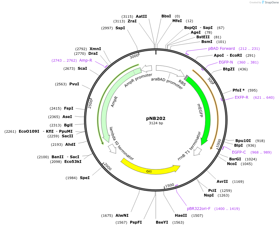 169113-plasmid-map-sequence-id-334337