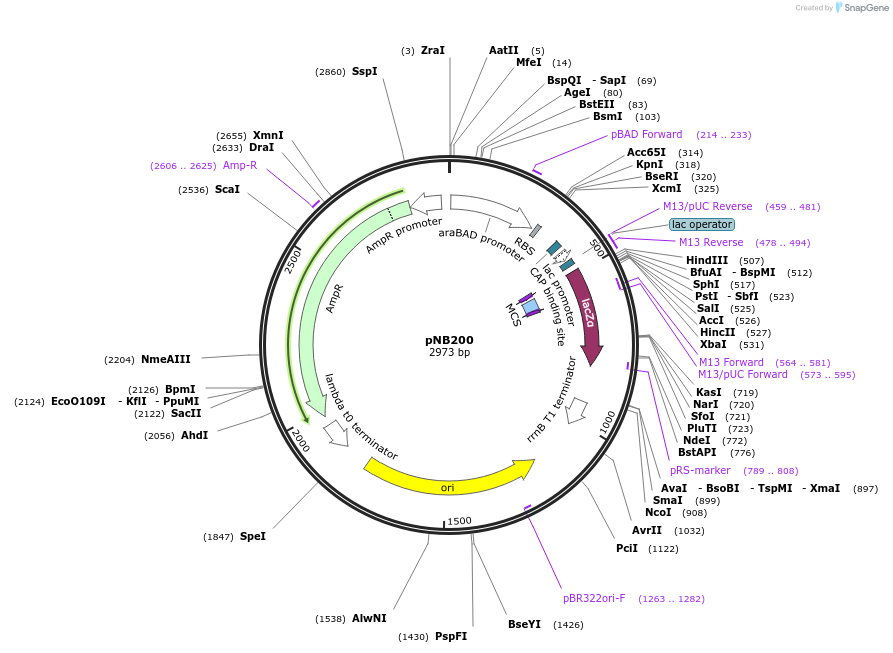 169111-plasmid-map-sequence-id-334339