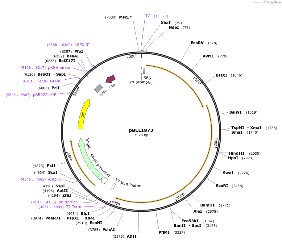 170422-plasmid-map-sequence-id-334342