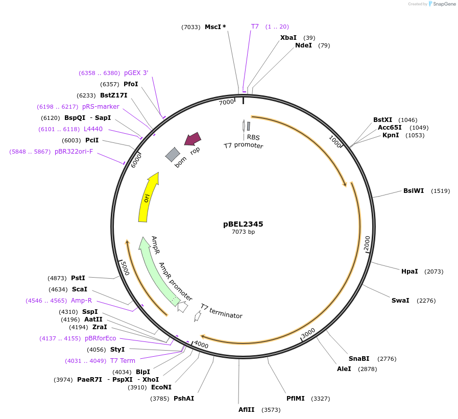 170426-plasmid-map-sequence-id-334343