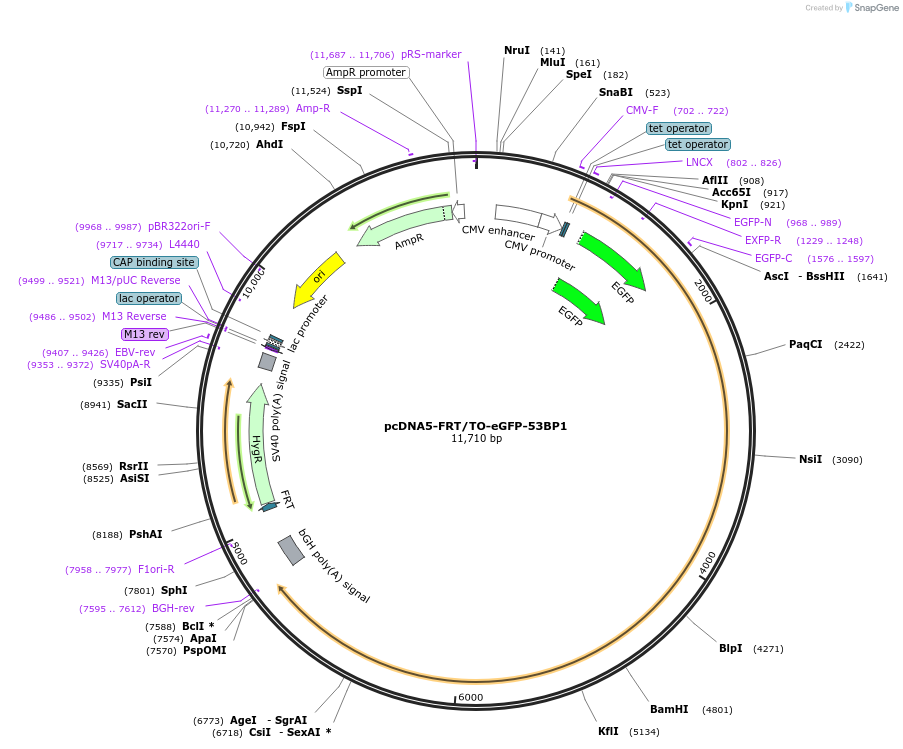 60813-plasmid-map-sequence-id-334361