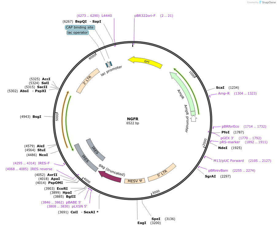 27489-plasmid-map-sequence-id-334367
