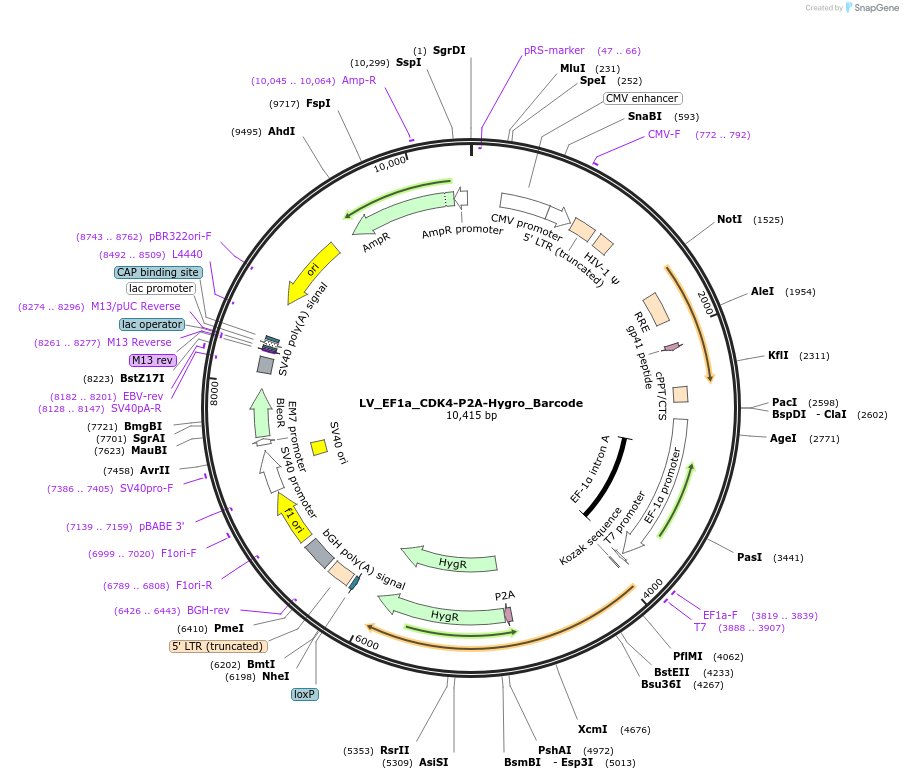 170223-plasmid-map-sequence-id-334368
