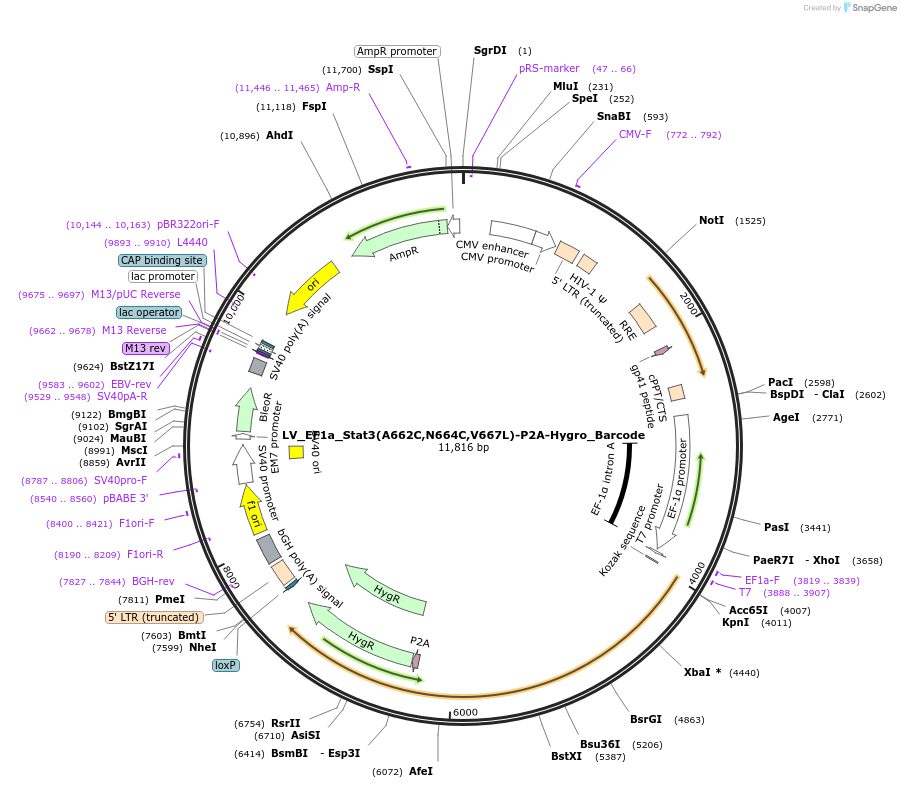 170254-plasmid-map-sequence-id-334374