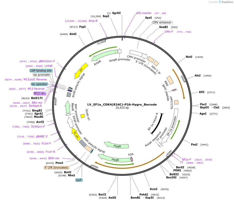 170222-plasmid-map-sequence-id-334376