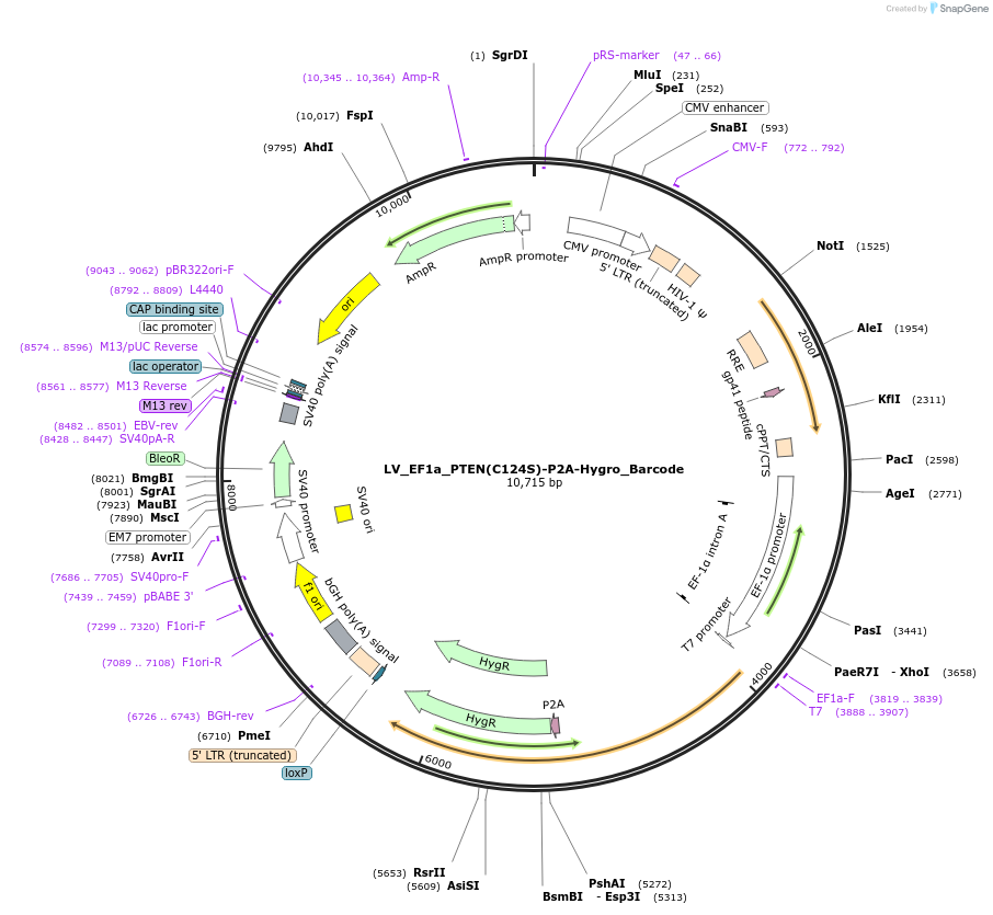 170248-plasmid-map-sequence-id-334385