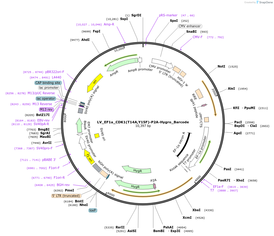 170220-plasmid-map-sequence-id-334386