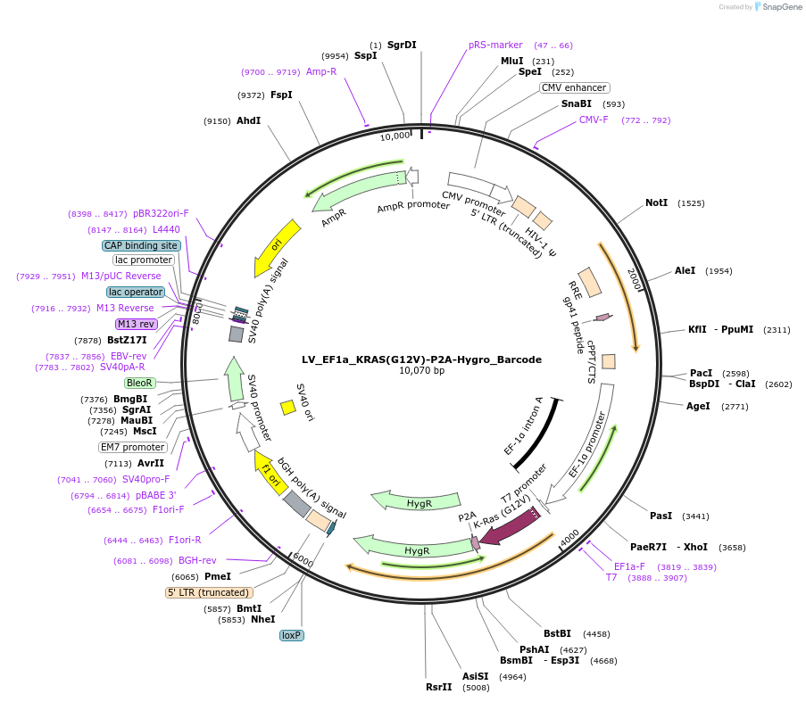 170237-plasmid-map-sequence-id-334393