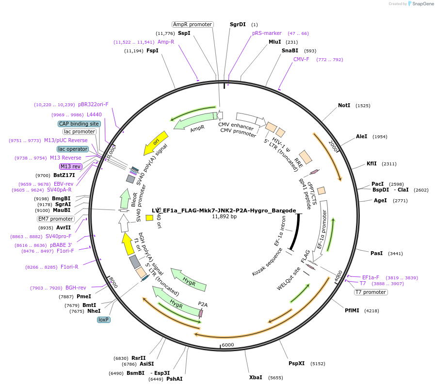 170228-plasmid-map-sequence-id-334409