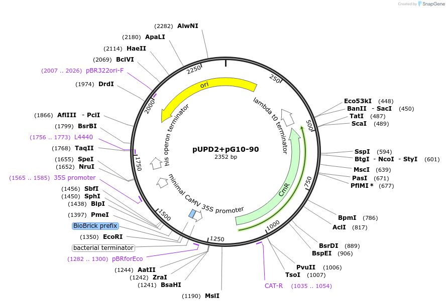 170879-plasmid-map-sequence-id-334416