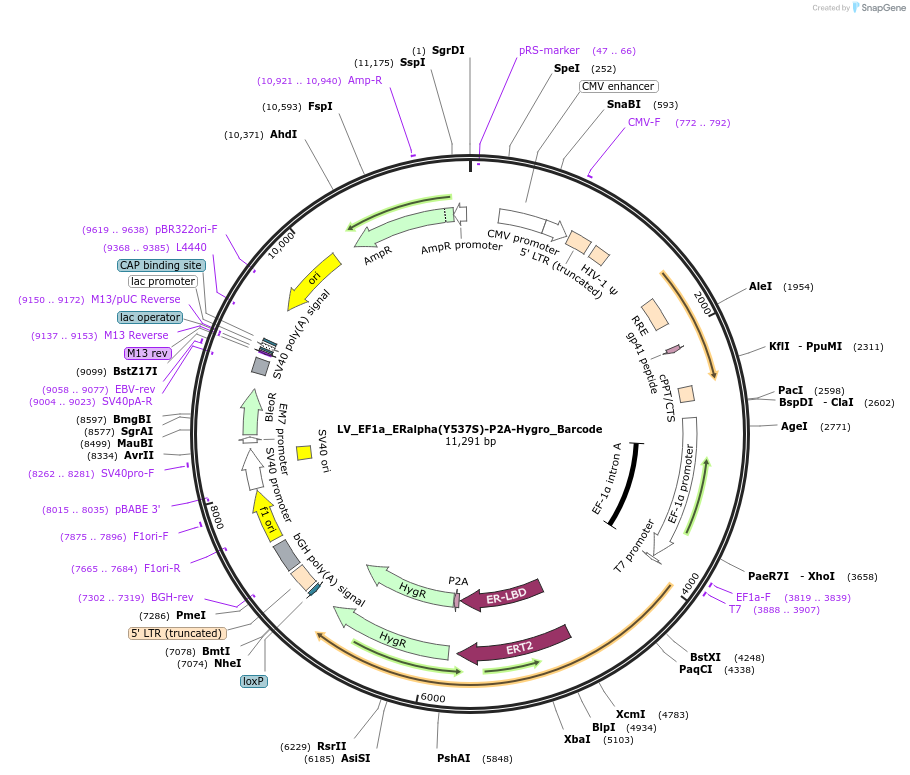 170225-plasmid-map-sequence-id-334418