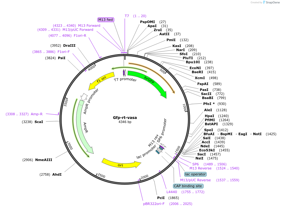 167322-plasmid-map-sequence-id-334445