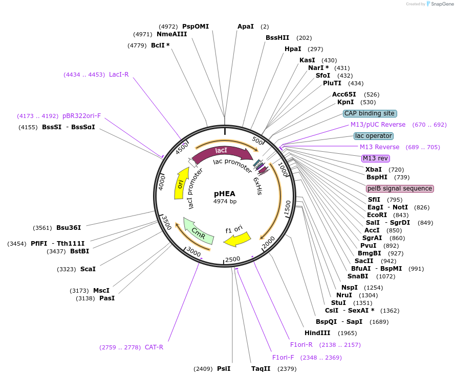 168297-plasmid-map-sequence-id-334448