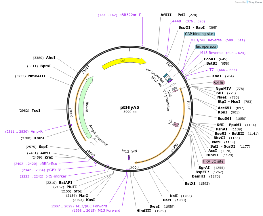 168298-plasmid-map-sequence-id-334451