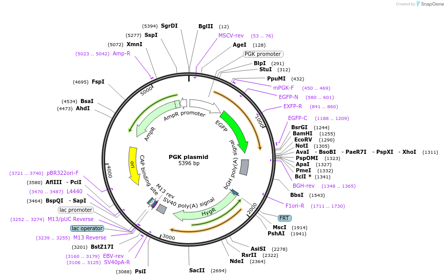169744-plasmid-map-sequence-id-334452