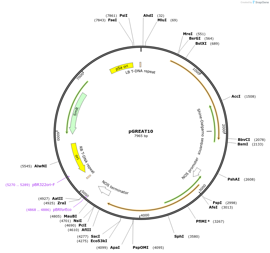 170898-plasmid-map-sequence-id-334468
