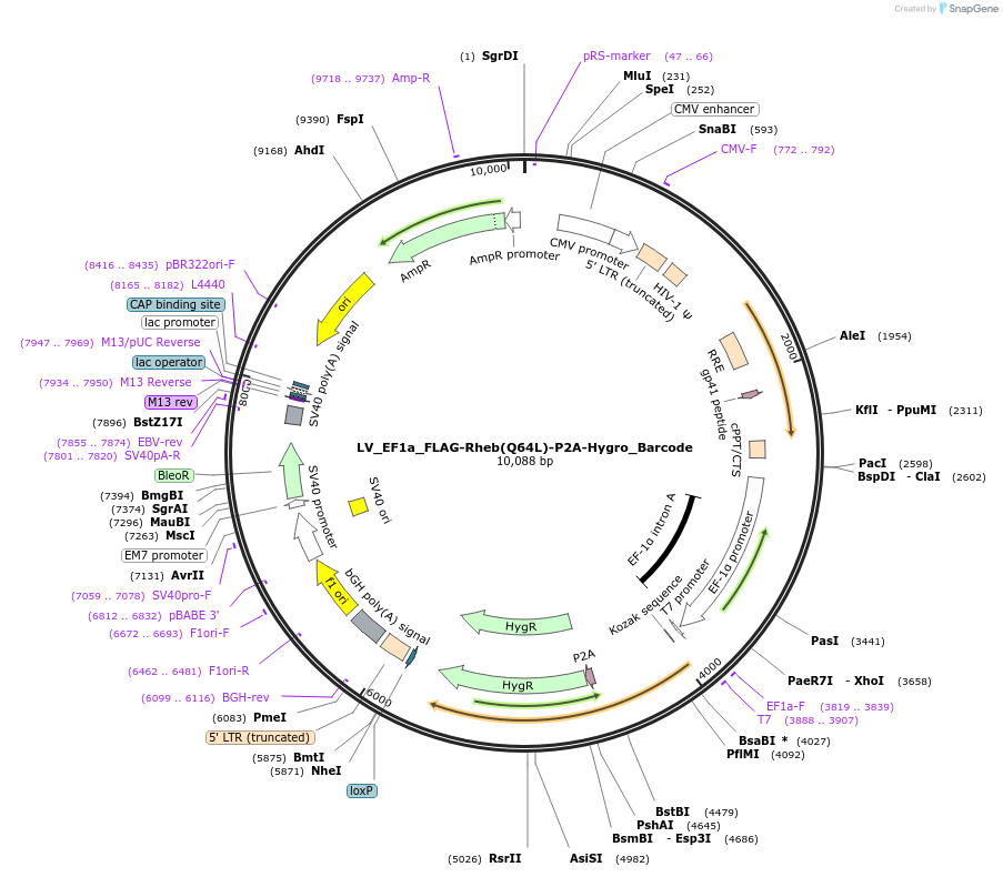 170229-plasmid-map-sequence-id-334473