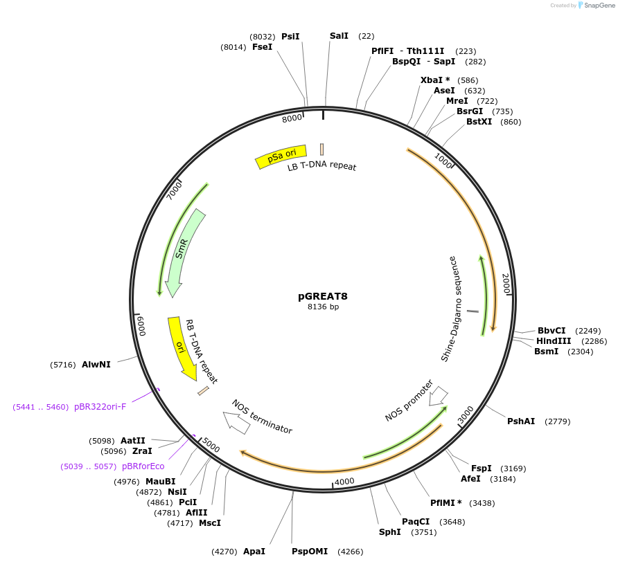 170896-plasmid-map-sequence-id-334479
