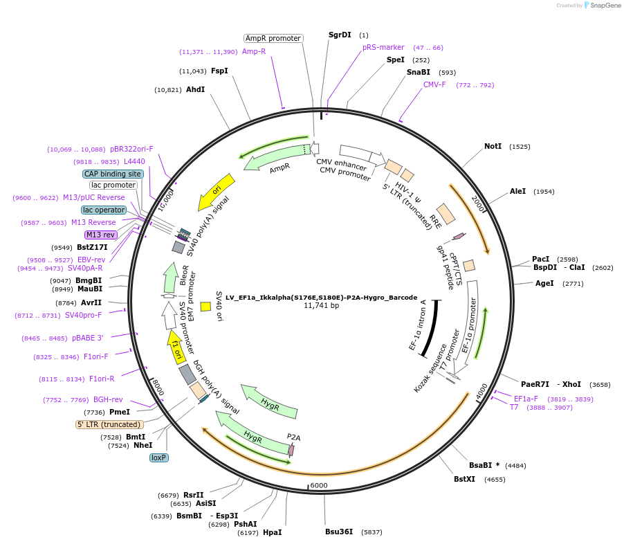 170236-plasmid-map-sequence-id-334484