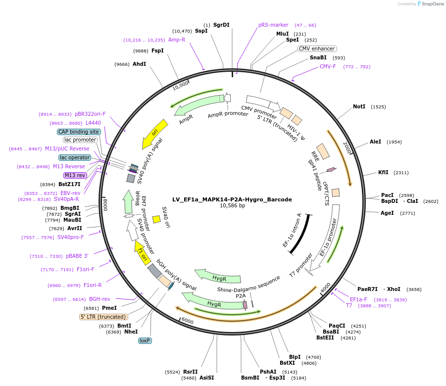 170239-plasmid-map-sequence-id-334487