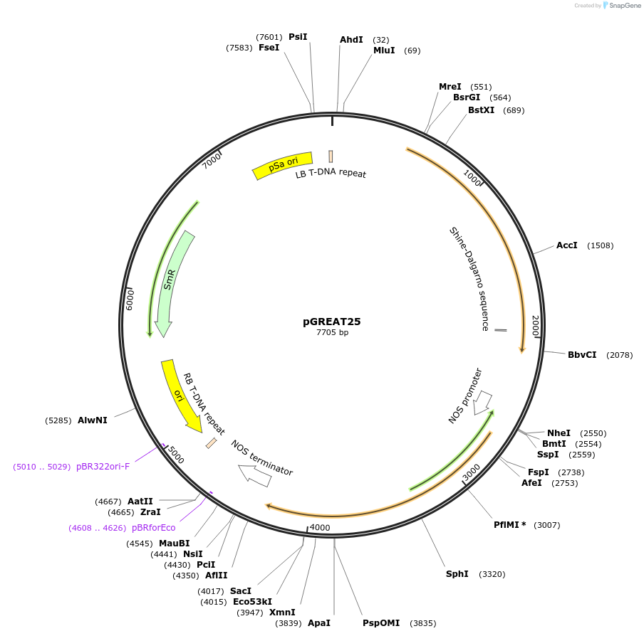 170913-plasmid-map-sequence-id-334491