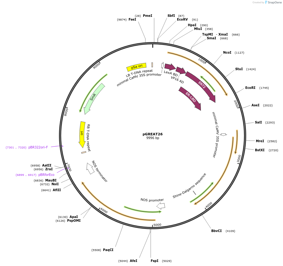 170914-plasmid-map-sequence-id-334493