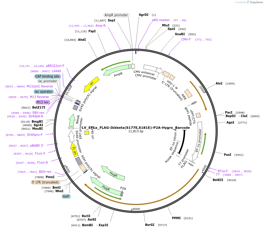 170226-plasmid-map-sequence-id-334494