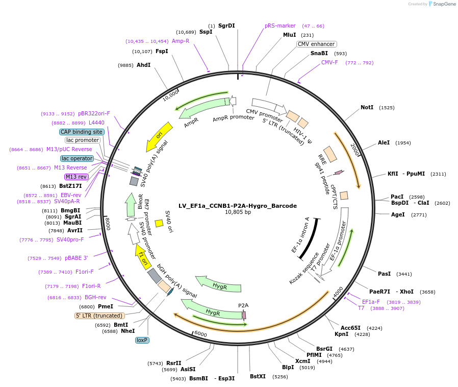 170218-plasmid-map-sequence-id-334495