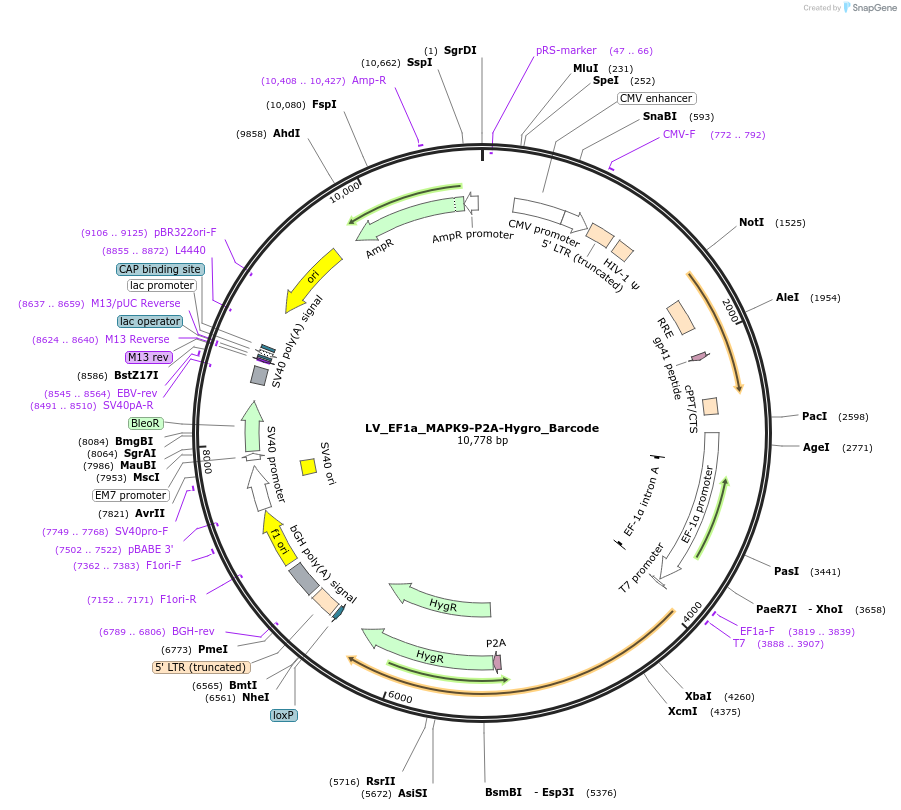 170238-plasmid-map-sequence-id-334496