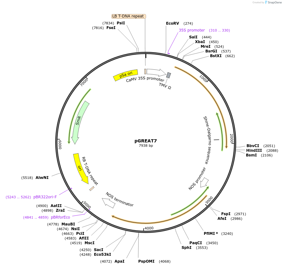 170895-plasmid-map-sequence-id-334498