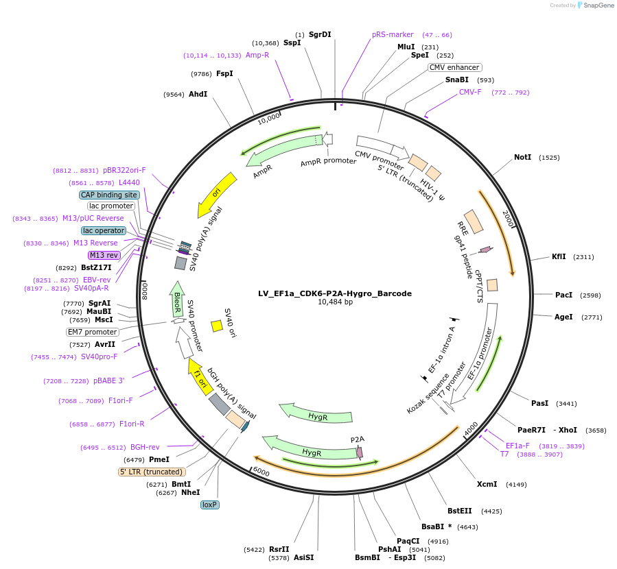 170224-plasmid-map-sequence-id-334501