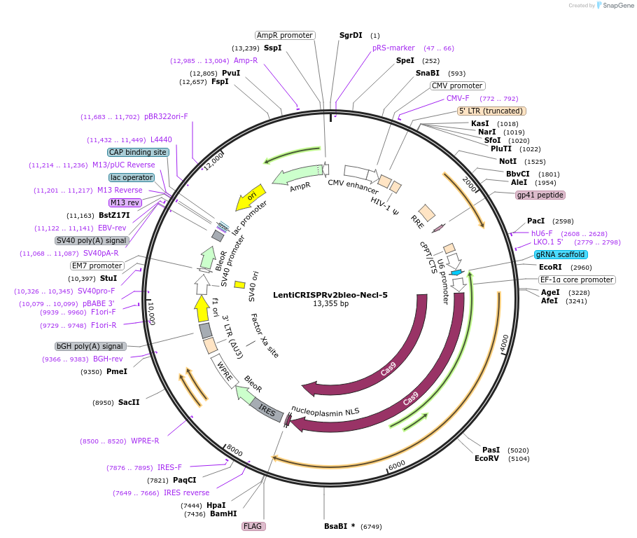 170294-plasmid-map-sequence-id-334502