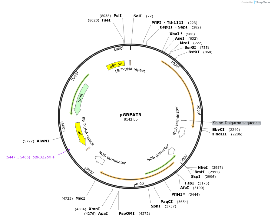 170891-plasmid-map-sequence-id-334506