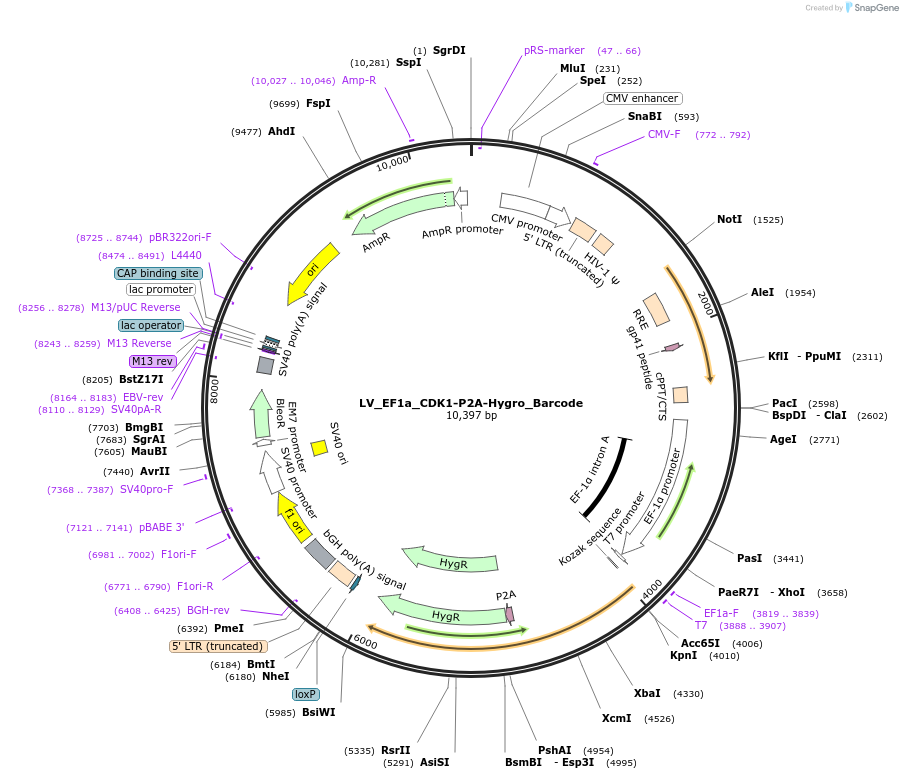 170221-plasmid-map-sequence-id-334512