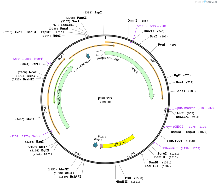 169694-plasmid-map-sequence-id-334513