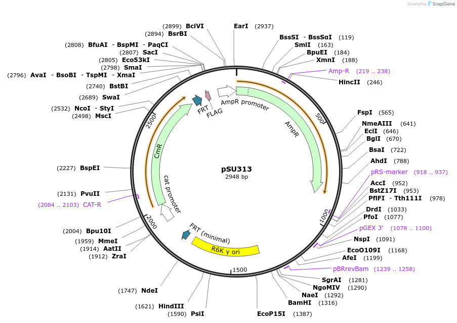 169695-plasmid-map-sequence-id-334516