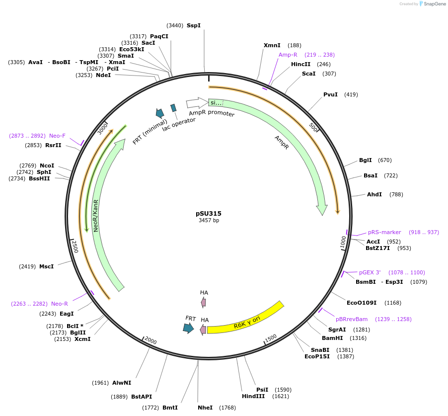 169697-plasmid-map-sequence-id-334518