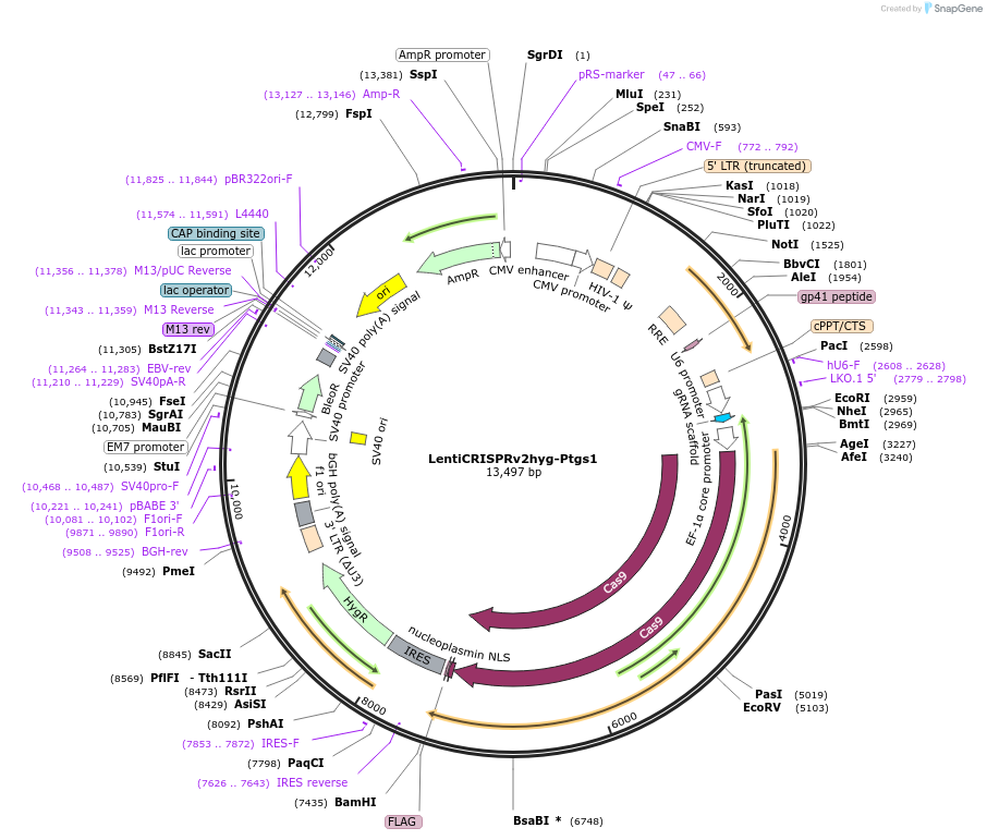 170299-plasmid-map-sequence-id-334520