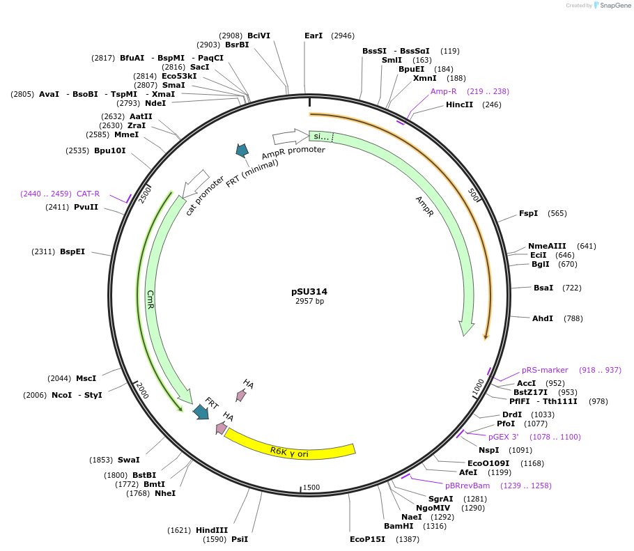 169696-plasmid-map-sequence-id-334524