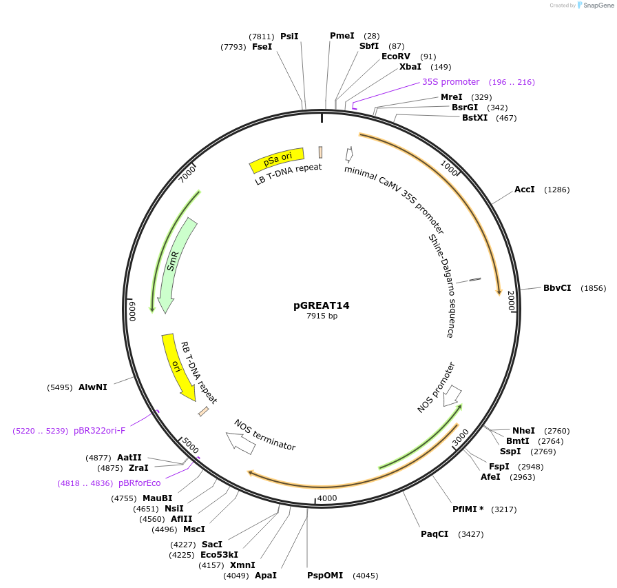 170902-plasmid-map-sequence-id-334552