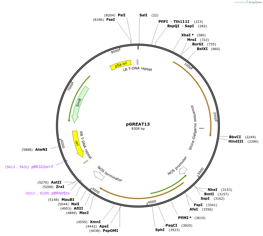 170901-plasmid-map-sequence-id-334553