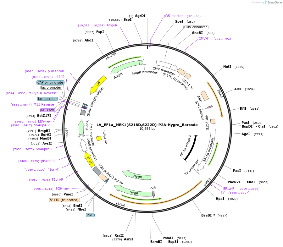 170240-plasmid-map-sequence-id-334554